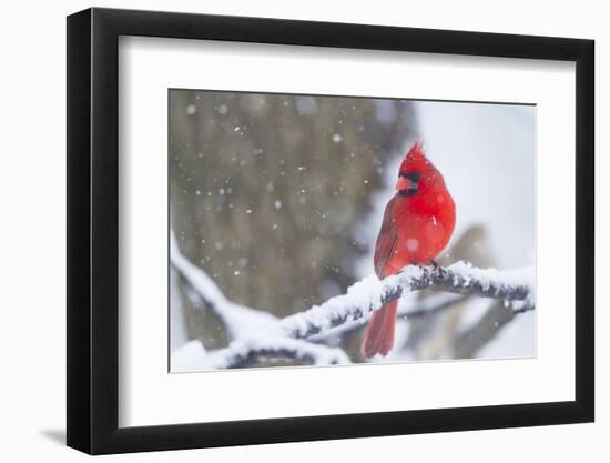 Northern Cardinal (Cardinalis Cardinalis) in Snow Storm, St. Charles, Illinois, USA-Lynn M^ Stone-Framed Photographic Print