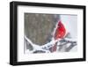 Northern Cardinal (Cardinalis Cardinalis) in Snow Storm, St. Charles, Illinois, USA-Lynn M^ Stone-Framed Photographic Print