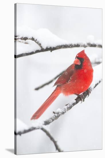 Northern Cardinal (Cardinalis Cardinalis) in Snow Storm, St. Charles, Illinois, USA-Lynn M^ Stone-Stretched Canvas