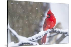 Northern Cardinal (Cardinalis Cardinalis) in Snow Storm, St. Charles, Illinois, USA-Lynn M^ Stone-Stretched Canvas