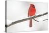 Northern Cardinal (Cardinalis Cardinalis) Male in Snow Storm, St. Charles, Illinois, USA-Lynn M^ Stone-Stretched Canvas