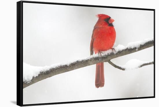 Northern Cardinal (Cardinalis Cardinalis) Male in Snow Storm, St. Charles, Illinois, USA-Lynn M^ Stone-Framed Stretched Canvas