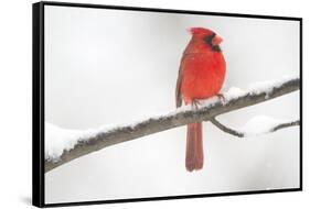 Northern Cardinal (Cardinalis Cardinalis) Male in Snow Storm, St. Charles, Illinois, USA-Lynn M^ Stone-Framed Stretched Canvas