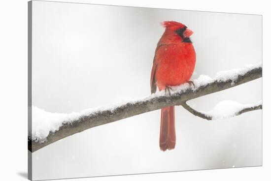 Northern Cardinal (Cardinalis Cardinalis) Male in Snow Storm, St. Charles, Illinois, USA-Lynn M^ Stone-Stretched Canvas