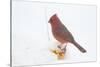 Northern Cardinal (Cardinalis Cardinalis) Male in Snow Storm, St. Charles, Illinois, USA-Lynn M^ Stone-Stretched Canvas