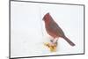 Northern Cardinal (Cardinalis Cardinalis) Male in Snow Storm, St. Charles, Illinois, USA-Lynn M^ Stone-Mounted Photographic Print