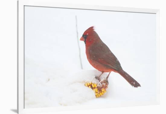 Northern Cardinal (Cardinalis Cardinalis) Male in Snow Storm, St. Charles, Illinois, USA-Lynn M^ Stone-Framed Photographic Print