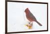 Northern Cardinal (Cardinalis Cardinalis) Male in Snow Storm, St. Charles, Illinois, USA-Lynn M^ Stone-Framed Photographic Print