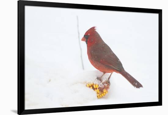 Northern Cardinal (Cardinalis Cardinalis) Male in Snow Storm, St. Charles, Illinois, USA-Lynn M^ Stone-Framed Photographic Print