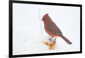 Northern Cardinal (Cardinalis Cardinalis) Male in Snow Storm, St. Charles, Illinois, USA-Lynn M^ Stone-Framed Photographic Print