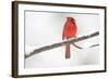 Northern Cardinal (Cardinalis Cardinalis) Male in Snow Storm, St. Charles, Illinois, USA-Lynn M^ Stone-Framed Photographic Print