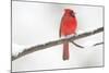 Northern Cardinal (Cardinalis Cardinalis) Male in Snow Storm, St. Charles, Illinois, USA-Lynn M^ Stone-Mounted Photographic Print