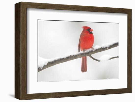 Northern Cardinal (Cardinalis Cardinalis) Male in Snow Storm, St. Charles, Illinois, USA-Lynn M^ Stone-Framed Photographic Print