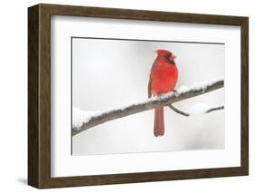 Northern Cardinal (Cardinalis Cardinalis) Male in Snow Storm, St. Charles, Illinois, USA-Lynn M^ Stone-Framed Photographic Print