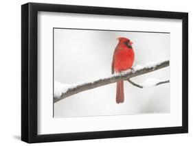 Northern Cardinal (Cardinalis Cardinalis) Male in Snow Storm, St. Charles, Illinois, USA-Lynn M^ Stone-Framed Photographic Print