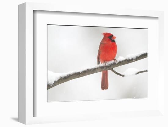 Northern Cardinal (Cardinalis Cardinalis) Male in Snow Storm, St. Charles, Illinois, USA-Lynn M^ Stone-Framed Photographic Print