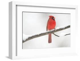 Northern Cardinal (Cardinalis Cardinalis) Male in Snow Storm, St. Charles, Illinois, USA-Lynn M^ Stone-Framed Photographic Print