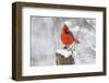 Northern Cardinal (Cardinalis Cardinalis) Male in Winter, St. Charles, Illinois, USA-Lynn M^ Stone-Framed Photographic Print