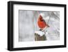 Northern Cardinal (Cardinalis Cardinalis) Male in Winter, St. Charles, Illinois, USA-Lynn M^ Stone-Framed Photographic Print