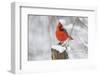 Northern Cardinal (Cardinalis Cardinalis) Male in Winter, St. Charles, Illinois, USA-Lynn M^ Stone-Framed Photographic Print