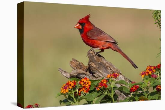 Northern Cardinal (Cardinalis Cardinalis) Male Perched on Log-Larry Ditto-Stretched Canvas