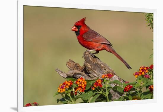 Northern Cardinal (Cardinalis Cardinalis) Male Perched on Log-Larry Ditto-Framed Photographic Print