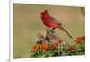 Northern Cardinal (Cardinalis Cardinalis) Male Perched on Log-Larry Ditto-Framed Photographic Print