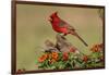 Northern Cardinal (Cardinalis Cardinalis) Male Perched on Log-Larry Ditto-Framed Photographic Print