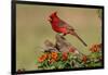 Northern Cardinal (Cardinalis Cardinalis) Male Perched on Log-Larry Ditto-Framed Photographic Print