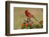 Northern Cardinal (Cardinalis Cardinalis) Male Perched on Log-Larry Ditto-Framed Photographic Print