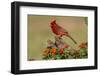Northern Cardinal (Cardinalis Cardinalis) Male Perched on Log-Larry Ditto-Framed Photographic Print