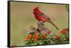 Northern Cardinal (Cardinalis Cardinalis) Male Perched on Log-Larry Ditto-Framed Stretched Canvas