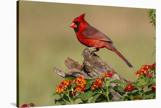 Northern Cardinal (Cardinalis Cardinalis) Male Perched on Log-Larry Ditto-Stretched Canvas