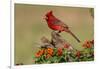 Northern Cardinal (Cardinalis Cardinalis) Male Perched on Log-Larry Ditto-Framed Premium Photographic Print