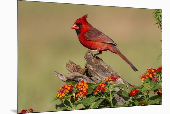 Northern Cardinal (Cardinalis Cardinalis) Male Perched on Log-Larry Ditto-Mounted Premium Photographic Print