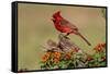 Northern Cardinal (Cardinalis Cardinalis) male perched on log-Larry Ditto-Framed Stretched Canvas