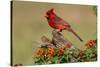 Northern Cardinal (Cardinalis Cardinalis) male perched on log-Larry Ditto-Stretched Canvas
