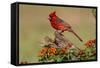 Northern Cardinal (Cardinalis Cardinalis) male perched on log-Larry Ditto-Framed Stretched Canvas