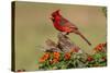 Northern Cardinal (Cardinalis Cardinalis) male perched on log-Larry Ditto-Stretched Canvas