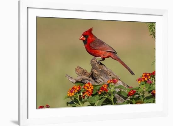 Northern Cardinal (Cardinalis Cardinalis) male perched on log-Larry Ditto-Framed Photographic Print