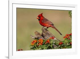 Northern Cardinal (Cardinalis Cardinalis) male perched on log-Larry Ditto-Framed Photographic Print