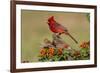 Northern Cardinal (Cardinalis Cardinalis) male perched on log-Larry Ditto-Framed Photographic Print