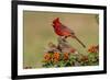 Northern Cardinal (Cardinalis Cardinalis) male perched on log-Larry Ditto-Framed Photographic Print