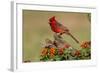 Northern Cardinal (Cardinalis Cardinalis) male perched on log-Larry Ditto-Framed Photographic Print