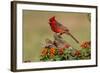 Northern Cardinal (Cardinalis Cardinalis) male perched on log-Larry Ditto-Framed Photographic Print