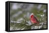 Northern Cardinal (Cardinalis cardinalis) male perching on pine branch covered in snow, Marion C...-Panoramic Images-Framed Stretched Canvas