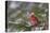 Northern Cardinal (Cardinalis cardinalis) male perching on pine branch covered in snow, Marion C...-Panoramic Images-Stretched Canvas