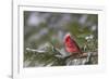 Northern Cardinal (Cardinalis cardinalis) male perching on pine branch covered in snow, Marion C...-Panoramic Images-Framed Photographic Print