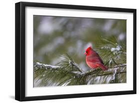 Northern Cardinal (Cardinalis cardinalis) male perching on pine branch covered in snow, Marion C...-Panoramic Images-Framed Photographic Print