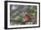 Northern Cardinal (Cardinalis cardinalis) male perching on pine branch covered in snow, Marion C...-Panoramic Images-Framed Photographic Print